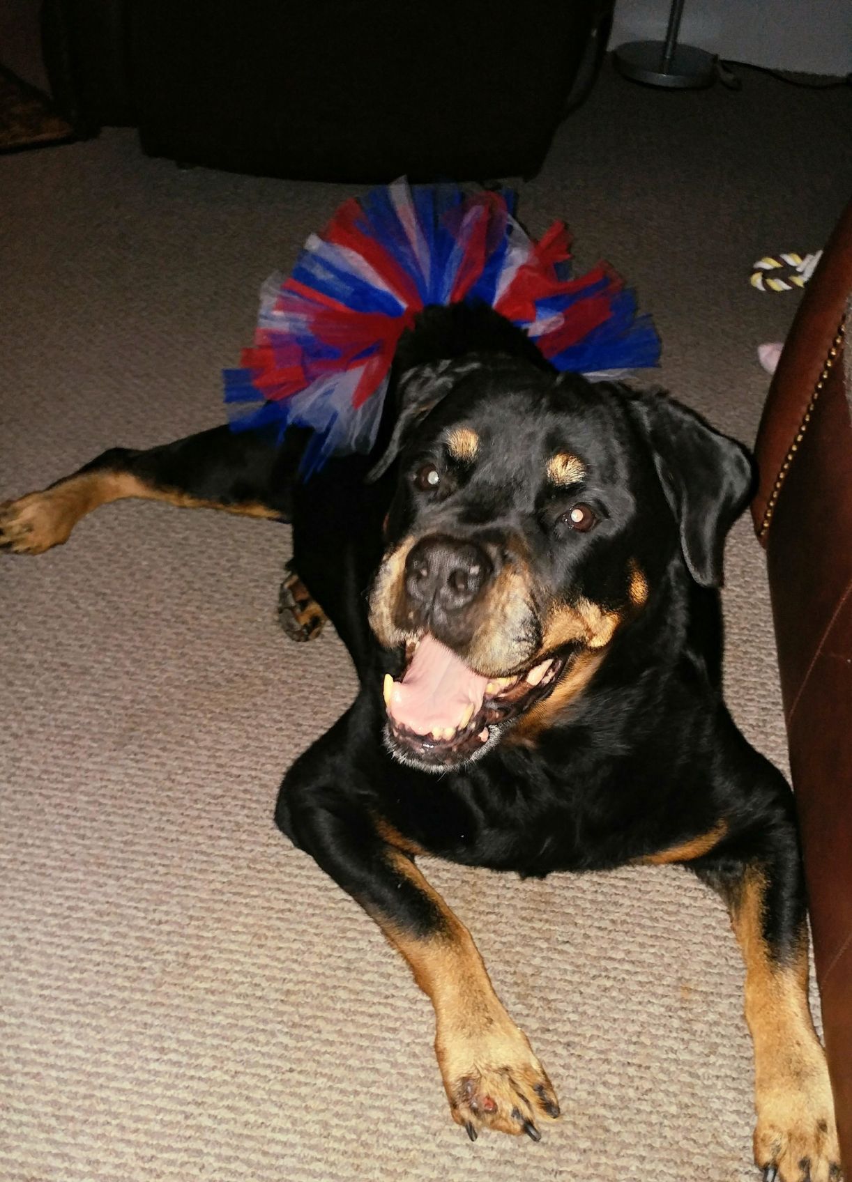 Koda Bear